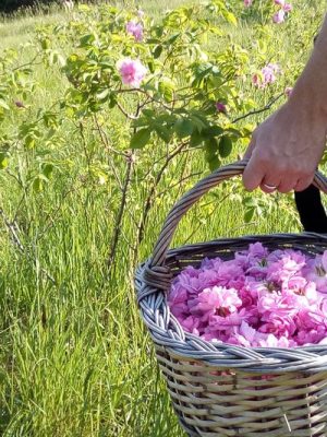 récolte à la main floraluna rose de damas