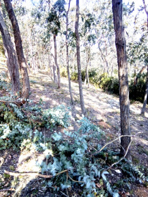 cueillette eucalyptus radié floraluna