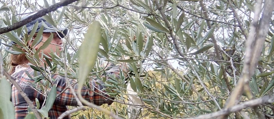 bourgeons d'olivier, gemmothérapie